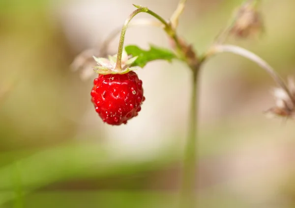 Strawberry — Stock Photo, Image