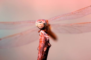 çiğ, salyangoz, peygamber devesi orkidesi, dal, uğur böceği, karahindiba, uğur böceği, uğur böceği, böcek, doğa, makro, iki, çiçek, renk, kırmızı, siyah, yakın plan, hayvan, böcek, yaz, kaksinella, arka plan,