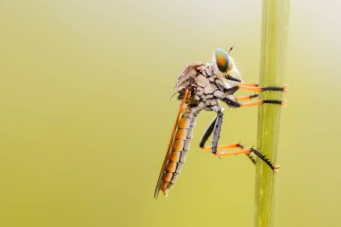 çiğ, salyangoz, peygamber devesi orkidesi, dal, uğur böceği, karahindiba, uğur böceği, uğur böceği, böcek, doğa, makro, iki, çiçek, renk, kırmızı, siyah, yakın plan, hayvan, böcek, yaz, kaksinella, arka plan,