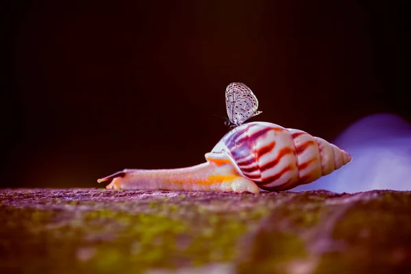 Rocío Caracol Mantis Orquídea Rama Mariquita Diente León Mariquita Mariquitas — Foto de Stock