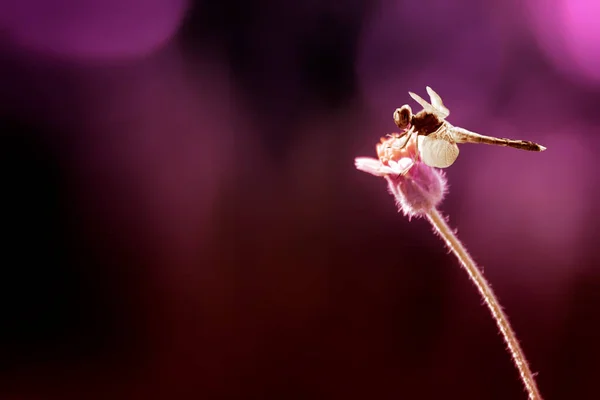 螳螂兰花 蒲公英 — 图库照片