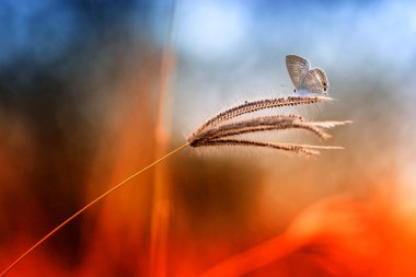 çiğ, salyangoz, peygamber devesi orkidesi, dal, uğur böceği, karahindiba, uğur böceği, böceği, böcek, doğa, makro, iki, çiçek, renk, kırmızı, siyah, yakın plan, hayvan, böcek, yaz, coccinella, arka plan, ağaç kurbağası, tombul kurbağa, kelebek, kelebek, 
