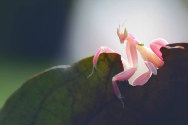 çiğ, salyangoz, peygamber devesi orkidesi, dal, uğur böceği, karahindiba, uğur böceği, böceği, böcek, doğa, makro, iki, çiçek, renk, kırmızı, siyah, yakın plan, hayvan, böcek, yaz, coccinella, arka plan, ağaç kurbağası, tombul kurbağa, kelebek, kelebek, 