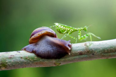 çiğ, salyangoz, peygamber devesi orkidesi, dal, uğur böceği, karahindiba, uğur böceği, uğur böceği, böcek, doğa, makro, iki, çiçek, renk, kırmızı, siyah, yakın plan, hayvan, böcek, yaz, kertenkele, peygamberdevesi, 