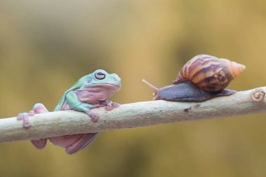 Kurbağa, ağaç kurbağası, tombul kurbağa, yaprak dalında uçan kurbağa