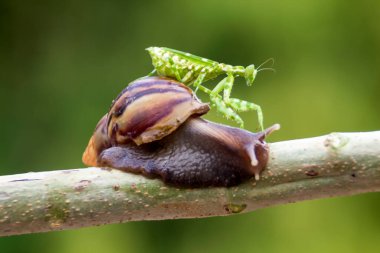 çiğ, salyangoz, peygamber devesi orkidesi, dal, uğur böceği, karahindiba, uğur böceği, uğur böceği, böcek, doğa, makro, iki, çiçek, renk, kırmızı, siyah, yakın plan, hayvan, böcek, yaz, kertenkele, peygamberdevesi, 