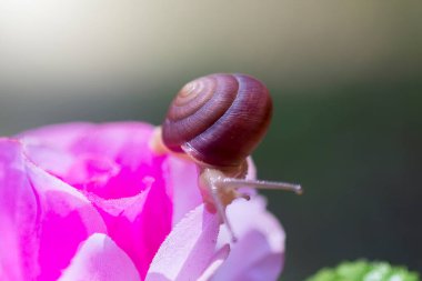 çiğ, salyangoz, peygamber devesi orkidesi, dal, uğur böceği, karahindiba, uğur böceği, uğur böceği, böcek, doğa, makro, iki, çiçek, renk, kırmızı, siyah, yakın plan, hayvan, böcek, yaz, kertenkele, peygamberdevesi, 