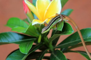çiğ, salyangoz, peygamber devesi orkidesi, dal, uğur böceği, karahindiba, uğur böceği, uğur böceği, böcek, doğa, makro, iki, çiçek, renk, kırmızı, siyah, yakın plan, hayvan, böcek, yaz, kertenkele, peygamberdevesi, 