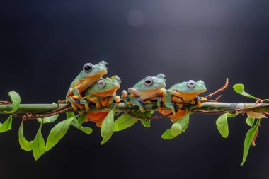 Kurbağa, ağaç kurbağası, tombul kurbağa, yaprak dalında uçan kurbağa