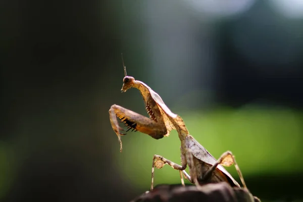 Kaste Etana Mantis Orchid Haara Leppäkerttu Voikukka Leppäkerttu Leppäkerttu Hyönteinen — kuvapankkivalokuva