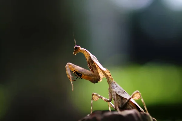 Orvalho Caracol Mantis Orchid Galho Joaninha Dente Leão Joaninha Joaninha — Fotografia de Stock