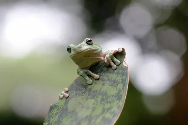 邋遢的青蛙 叶枝上的树蛙 — 图库照片