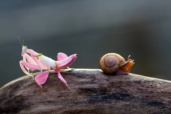 Orvalho Caracol Mantis Orchid Galho Joaninha Dente Leão Joaninha Joaninha — Fotografia de Stock