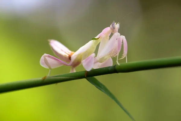 Orvalho Caracol Mantis Orchid Galho Joaninha Dente Leão Joaninha Joaninha — Fotografia de Stock