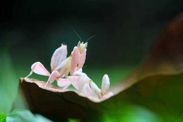 Dauw Slak Bidsprinkhaan Orchidee Tak Lieveheersbeestje Paardebloem Lieveheersbeestje Lieveheersbeestjes Insect — Stockfoto