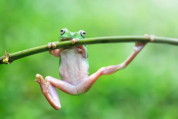 Rana Rana Arborícola Rana Voladora Rana Voladora Árboles Una Rama —  Fotos de Stock