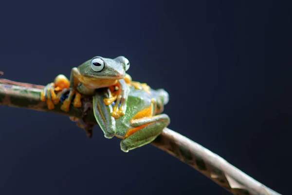 Rana Rana Arborícola Rana Voladora Rana Voladora Árboles Una Rama — Foto de Stock