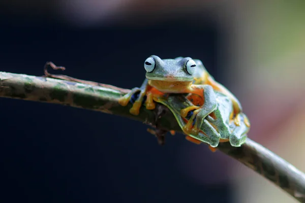 Žába Stromová Žába Žabka Stromová Létající Žába Listové Větvi — Stock fotografie