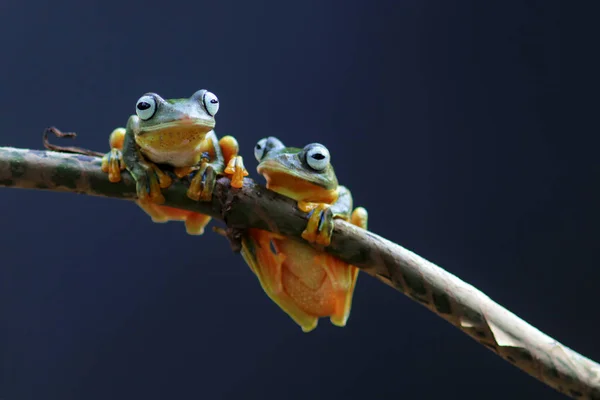 Grenouille Rainette Grenouille Poubelle Grenouille Volante Sur Une Branche Feuille — Photo