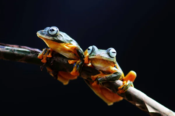 Frosch Laubfrosch Knödelfrosch Baumfliegender Frosch Auf Einem Blattast — Stockfoto