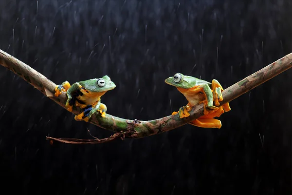 Frosch Laubfrosch Knödelfrosch Baumfliegender Frosch Auf Einem Blattast — Stockfoto