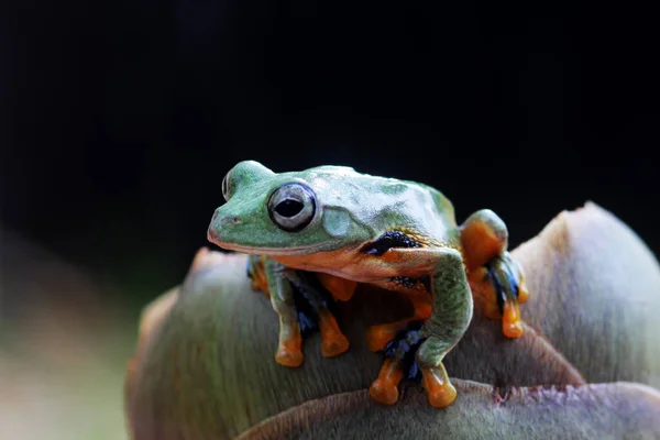 邋遢的青蛙 叶枝上的树蛙 — 图库照片