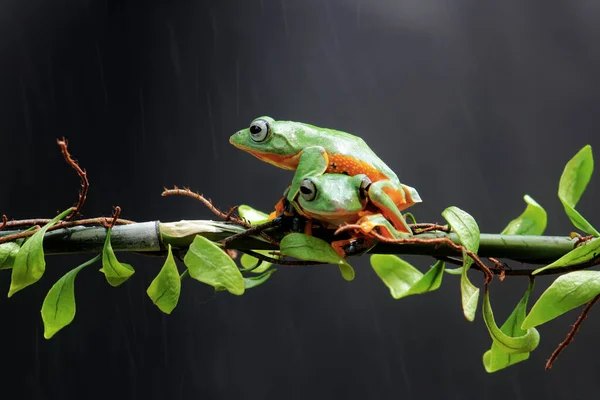Frosch Laubfrosch Knödelfrosch Baumfliegender Frosch Auf Einem Blattast — Stockfoto