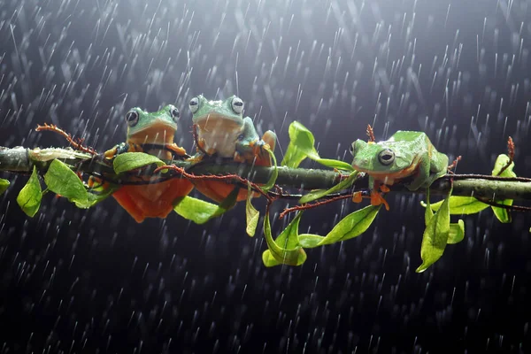 frog, tree frog, dumpy frog, tree flying frog on a leaf branch