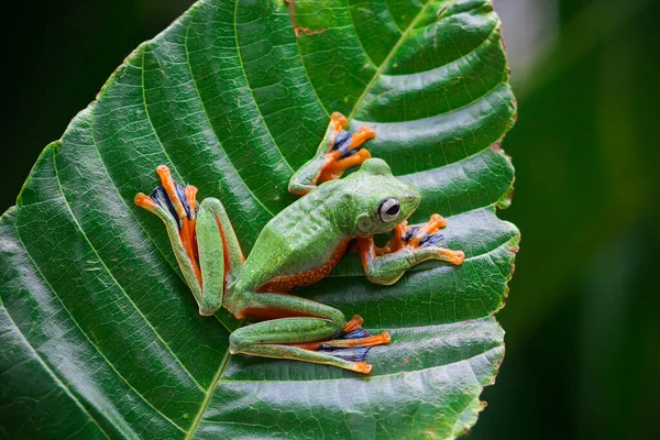 Kikker Boomkikker Dumpkikker Boomkikker Een Bladtak — Stockfoto