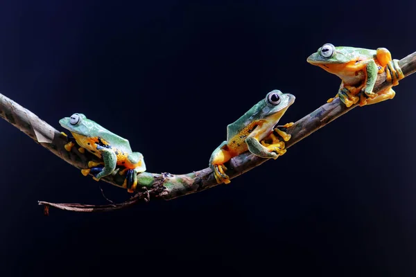 カエル ツリーカエル でこぼこカエル 葉の枝にカエルを飛んでいる木 — ストック写真