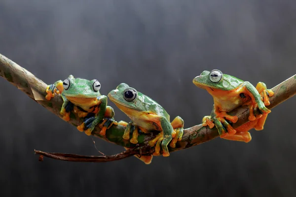 Frosch Laubfrosch Knödelfrosch Baumfliegender Frosch Auf Einem Blattast — Stockfoto