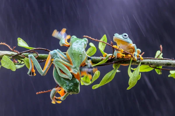 Frosch Laubfrosch Knödelfrosch Baumfliegender Frosch Auf Einem Blattast — Stockfoto