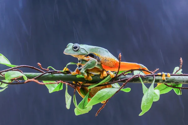 カエル ツリーカエル でこぼこカエル 葉の枝にカエルを飛んでいる木 — ストック写真
