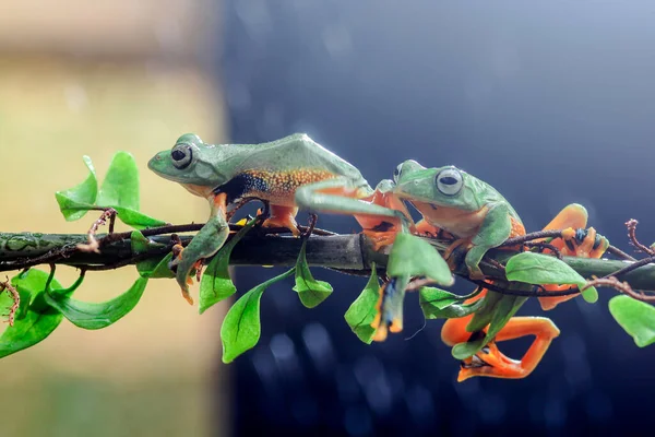 Frosch Laubfrosch Knödelfrosch Baumfliegender Frosch Auf Einem Blattast — Stockfoto