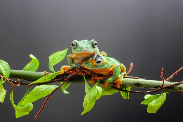 カエル ツリーカエル でこぼこカエル 葉の枝にカエルを飛んでいる木 — ストック写真