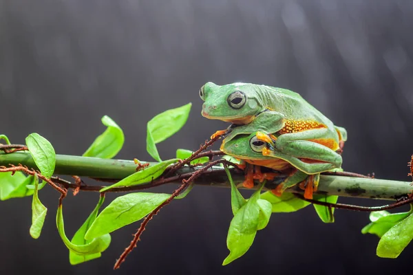 Frosch Laubfrosch Knödelfrosch Baumfliegender Frosch Auf Einem Blattast — Stockfoto