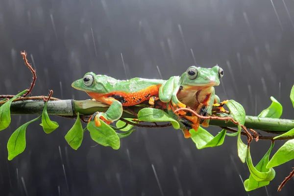 frog, tree frog, dumpy frog, tree flying frog on a leaf branch