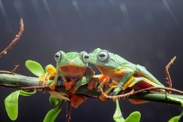 Frosch Laubfrosch Knödelfrosch Baumfliegender Frosch Auf Einem Blattast — Stockfoto