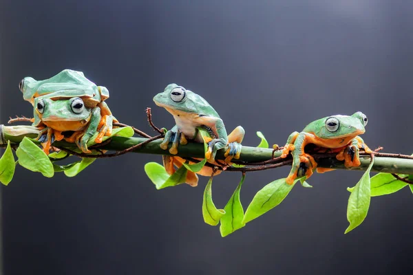 Kurbağa Ağaç Kurbağası Tombul Kurbağa Yaprak Dalında Uçan Kurbağa — Stok fotoğraf