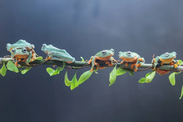 Frosch Laubfrosch Knödelfrosch Baumfliegender Frosch Auf Einem Blattast — Stockfoto