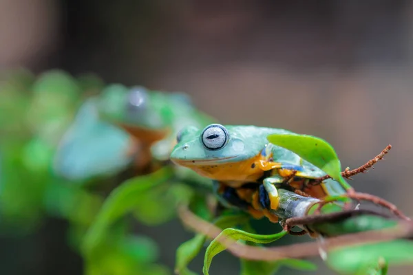 カエル ツリーカエル でこぼこカエル 葉の枝にカエルを飛んでいる木 — ストック写真