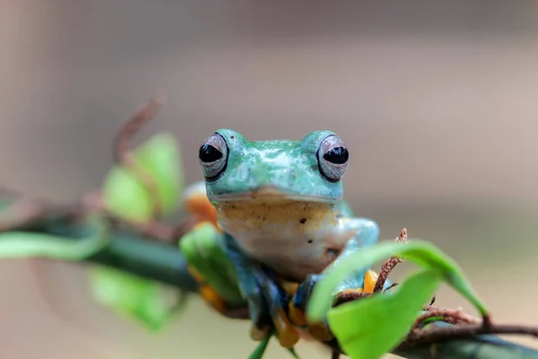 Frog Tree Frog Dumpy Frog Tree Flying Frog Leaf Branch — Stock Photo, Image