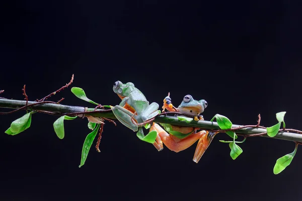 カエル ツリーカエル でこぼこカエル 葉の枝にカエルを飛んでいる木 — ストック写真