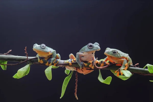 개구리 개구리 개구리 나뭇잎 나뭇가지 날아다니는 개구리 — 스톡 사진