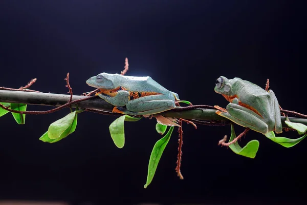 カエル ツリーカエル でこぼこカエル 葉の枝にカエルを飛んでいる木 — ストック写真