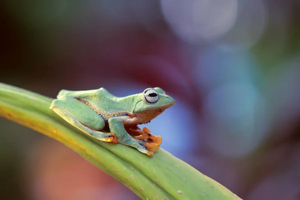 Rana Rana Arborícola Rana Voladora Rana Voladora Árboles Una Rama — Foto de Stock