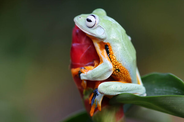 Frog, tree frog, dumpy frog, tree flying frog on a leaf branch