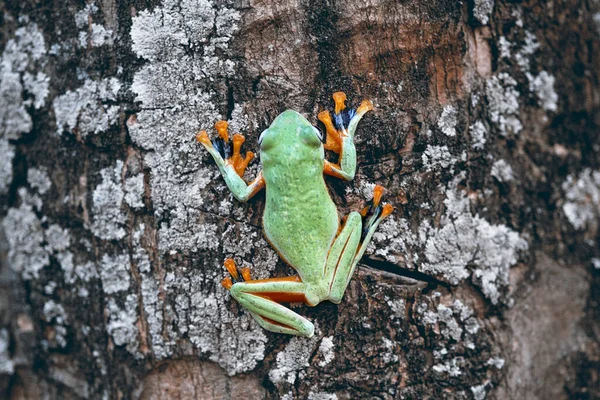 Kikker Boomkikker Dumpkikker Boomkikker Een Bladtak — Stockfoto