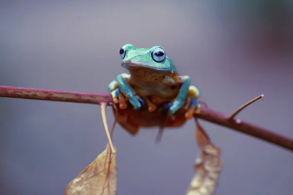 カエル ツリーカエル でこぼこカエル 葉の枝にカエルを飛んでいる木 — ストック写真