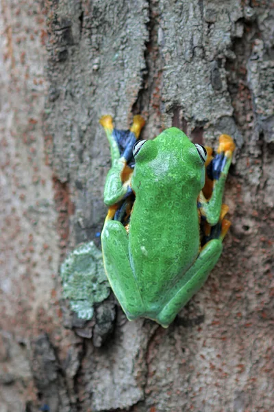 Grenouille Rainette Grenouille Poubelle Grenouille Volante Sur Une Branche Feuille — Photo